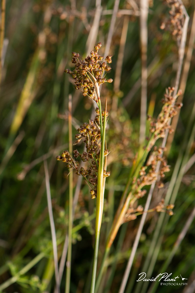 DPPhotography - Corsica - Sharp rush, Juncus acutus - B.jpg - Juncus acutus, Sharp rush - Marina d'Oru beach, Corsica