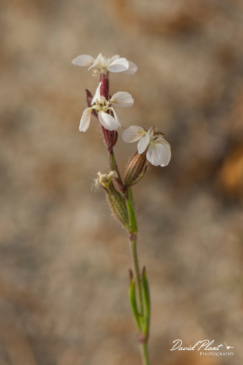 DPPhotography - Corsica - Silene gallica - B.jpg - Silene gallica - Marina d'Oru beach, Corsica