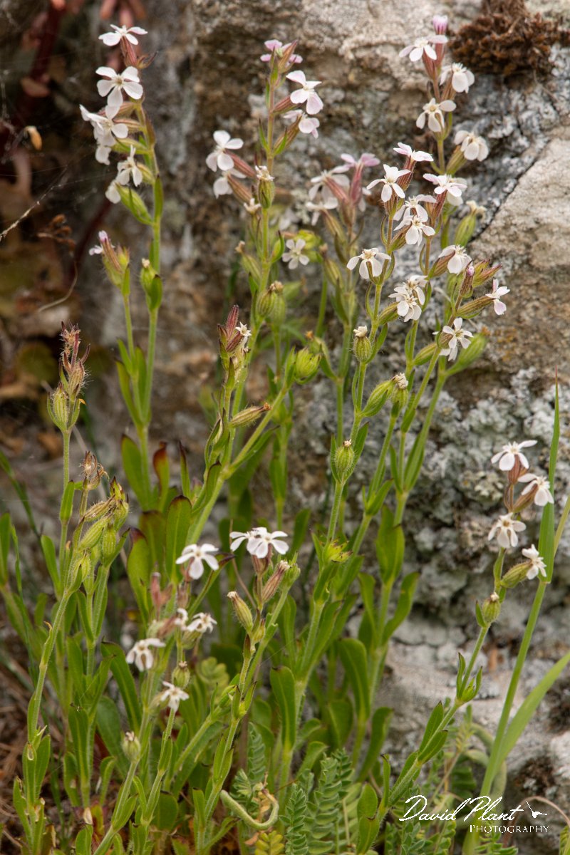 DPPhotography - Corsica - Silene gallica - D.jpg - Silene gallica - Verghello Valley, Corsica