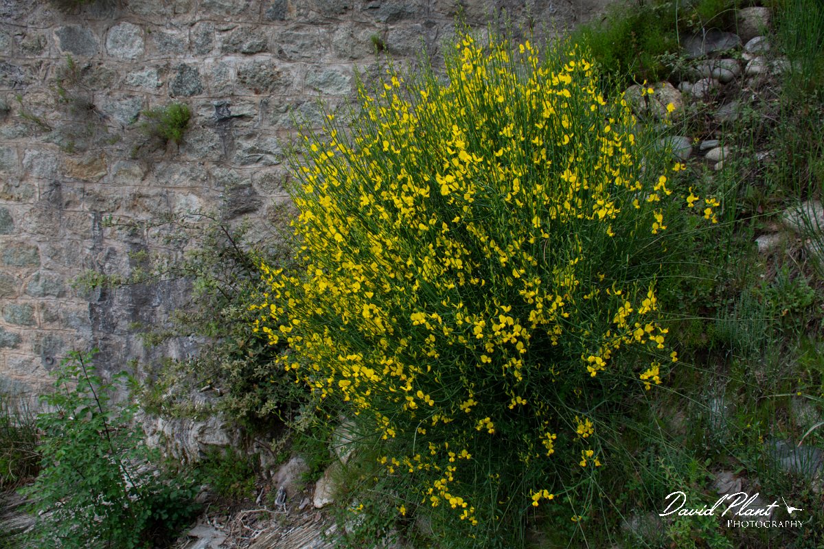 DPPhotography - Corsica - Spartium junceum - A.jpg - Spartium junceum - D143-D43 bridge, Corsica