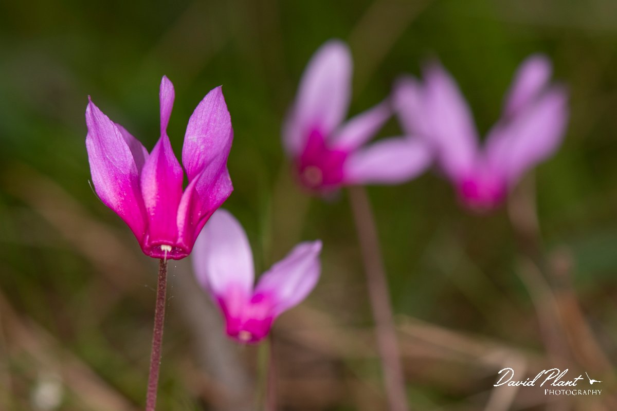 DPPhotography - Corsica - Spring sowbread, Cyclamen repandum - E.jpg - Cyclamen repandum, Spring sowbread - Verghello Valley, Corsica