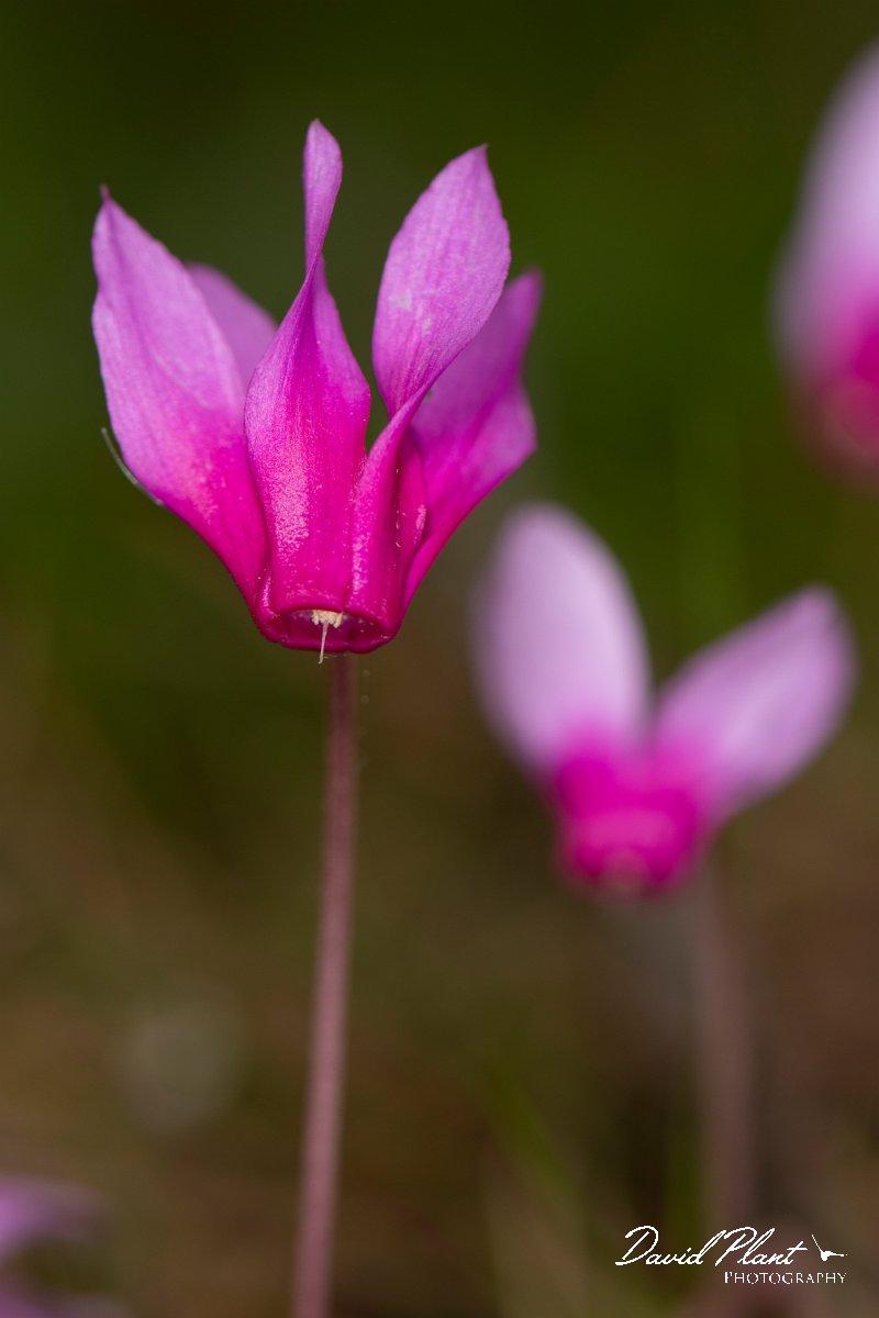 DPPhotography - Corsica - Spring sowbread, Cyclamen repandum - F.jpg - Cyclamen repandum, Spring sowbread - Verghello Valley, Corsica