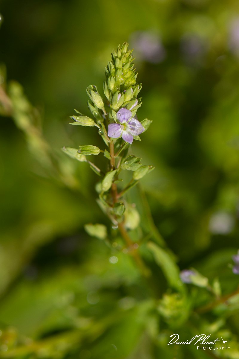 DPPhotography - Corsica - Veronica anagallis-aquatica - A.jpg - Veronica anagallis-aquatica - Verghello Valley, Corsica
