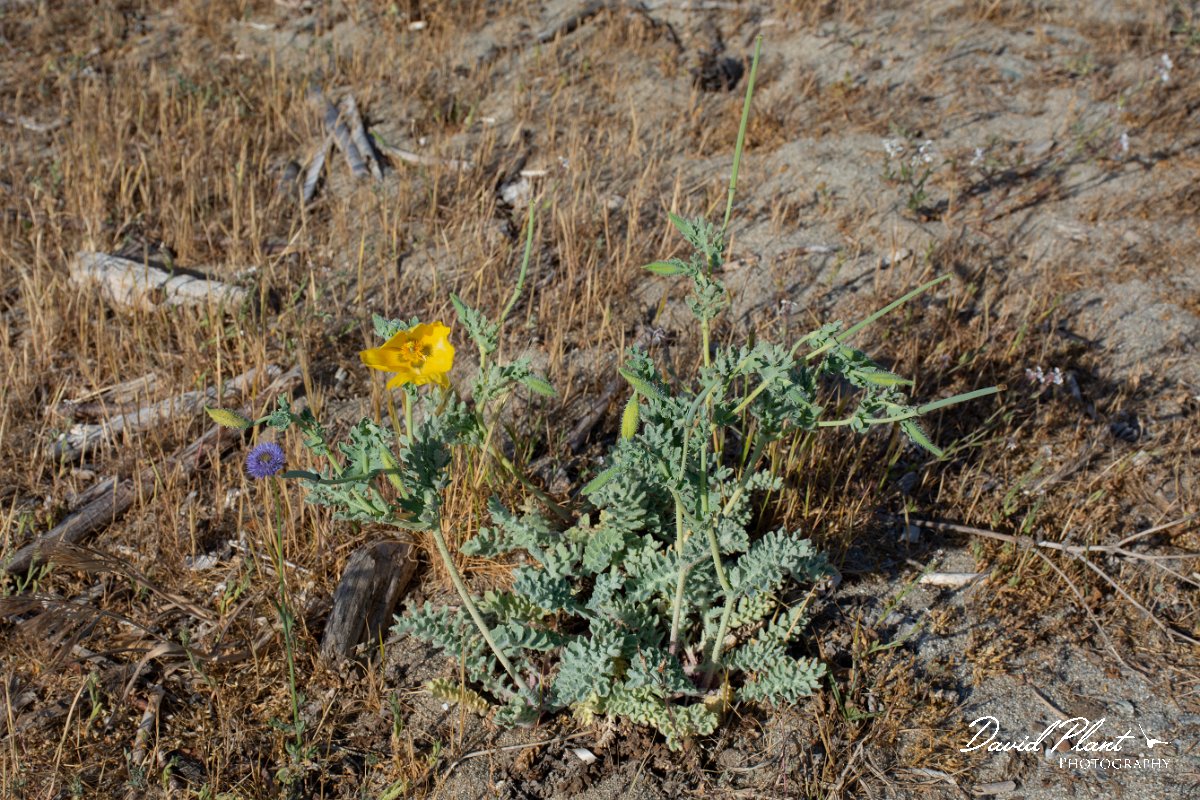 DPPhotography - Corsica - Yellow horned poppy - A.jpg - Glaucium flavum, Yellow horned poppy - Marina d'Oru beach, Corsica
