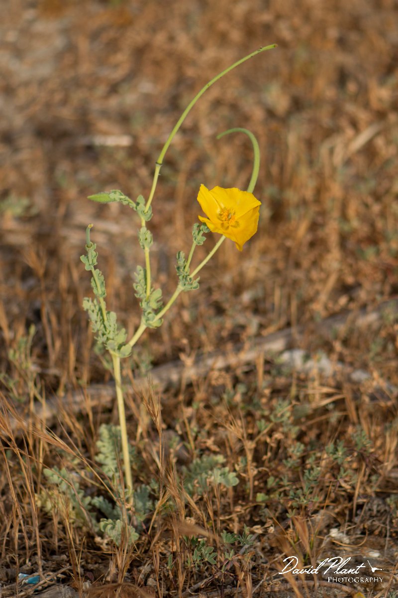 DPPhotography - Corsica - Yellow horned poppy - D.jpg - Glaucium flavum, Yellow horned poppy - Marina d'Oru beach, Corsica