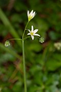 DPPhotography - Corsica - Allium pendulinum - B