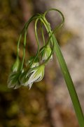 DPPhotography - Corsica - Allium pendulinum - D