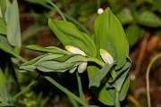 DPPhotography - Corsica - Angular Solomon's seal, Polygonatum odoratum - A