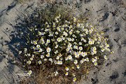 DPPhotography - Corsica - Anthemis maritima - A