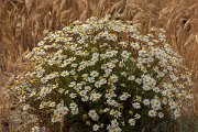 DPPhotography - Corsica - Anthemis maritima - B