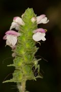 DPPhotography - Corsica - Bellardia trixago - A