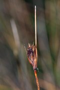 DPPhotography - Corsica - Black bog-rush, Schoenus nigricans - C