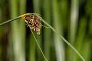 DPPhotography - Corsica - Bolboschoenus maritimus, sea club-rush - A