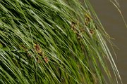 DPPhotography - Corsica - Bolboschoenus maritimus, sea club-rush - B