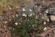 DPPhotography - Corsica - Cardamine plumieri - A