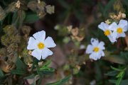 DPPhotography - Corsica - Cistus monspeliensis - A