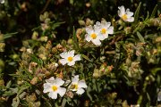 DPPhotography - Corsica - Cistus monspeliensis - B