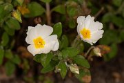DPPhotography - Corsica - Cistus salviifolius - C