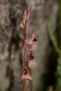 DPPhotography - Corsica - Common tongue orchid, Serapias lingua - B