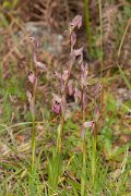 DPPhotography - Corsica - Common tongue orchid, Serapias lingua - E
