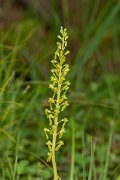 DPPhotography - Corsica - Common twayblade - A