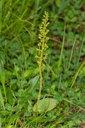 DPPhotography - Corsica - Common twayblade - B