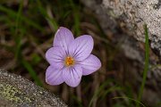 DPPhotography - Corsica - Crocus corsicus - A
