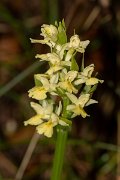 DPPhotography - Corsica - Dactylorhiza insularis - A