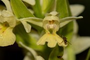 DPPhotography - Corsica - Dactylorhiza insularis - B