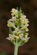 DPPhotography - Corsica - Dactylorhiza insularis - C