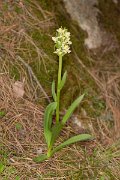 DPPhotography - Corsica - Dactylorhiza insularis - D