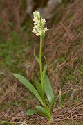 DPPhotography - Corsica - Dactylorhiza insularis - F