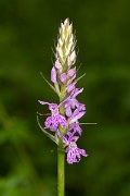 DPPhotography - Corsica - Dactylorhiza saccifera - A