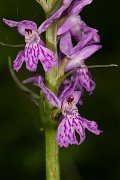 DPPhotography - Corsica - Dactylorhiza saccifera - B