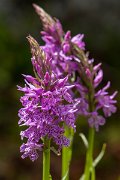 DPPhotography - Corsica - Dactylorhiza saccifera - E