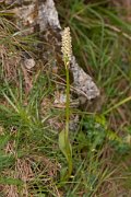 DPPhotography - Corsica - Dense-flowered Orchid, Neotinea maculata - B