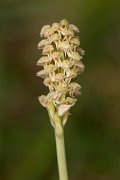 DPPhotography - Corsica - Dense-flowered Orchid, Neotinea maculata - C
