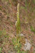 DPPhotography - Corsica - Dense-flowered Orchid, Neotinea maculata - D