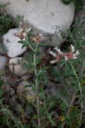 DPPhotography - Corsica - Dorycnium hirsutum - A