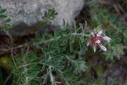 DPPhotography - Corsica - Dorycnium hirsutum - B