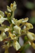 DPPhotography - Corsica - Elder-flowered orchid, Dactylorhiza sambucina - C