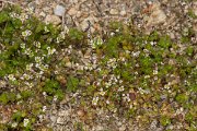 DPPhotography - Corsica - Erophila verna - A