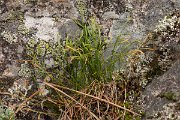 DPPhotography - Corsica - Forked spleenwort - B