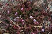 DPPhotography - Corsica - Frankenia laevis - A