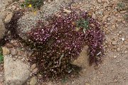 DPPhotography - Corsica - Frankenia laevis - B
