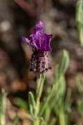 DPPhotography - Corsica - French lavender, Lavandula stoechas - A