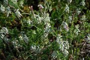 DPPhotography - Corsica - Fumaria flabellata - A