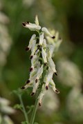 DPPhotography - Corsica - Fumaria flabellata - C