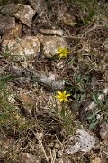 DPPhotography - Corsica - Gagea bohemica - A