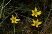 DPPhotography - Corsica - Gagea bohemica - B